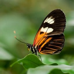 butterfly sitting on a leaf